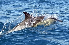 Short-beaked Common Dolphin - Delphinus delphis © Teresa Farino